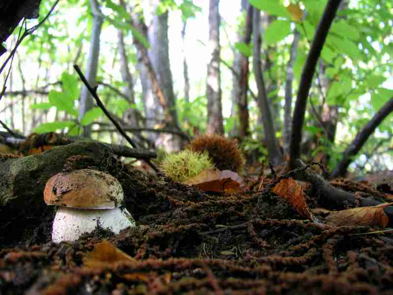  Image name: 173 Porcino.jpg 
 width: 800 pixel 
 height: 600 pixel 
 Size: 33896 bytes 
 Click to enlarge 